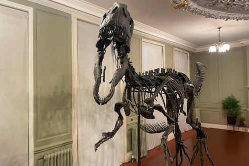 Exhiben por primera vez fósil de dinosaurio de 6 metros de largo