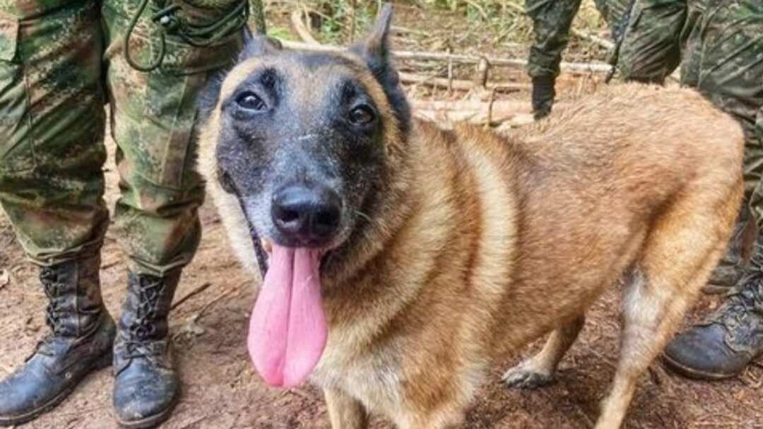 Wilson jugó un papel clave en el hallazgo de los cuatro niños que estuvieron 40 días extraviados en la selva de Colombia.