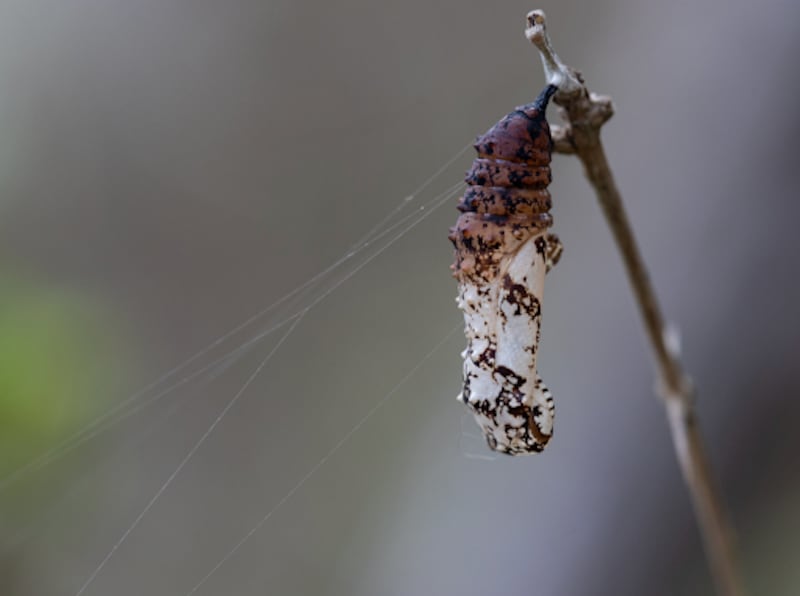 Cuando la oruga alcanza su máximo desarrollo, fabrica un “botón” de seda que utiliza para sujetar su cuerpo a una hoja o rama (Imagen por Dustin Smith, en 2023)