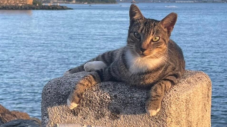 Gatos Viejo San Juan