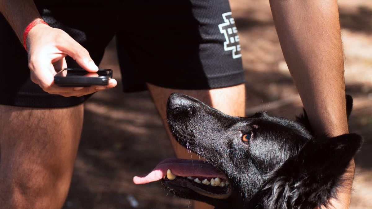 Presentan nuevas soluciones de seguridad para mascotas adaptadas al clima tropical.