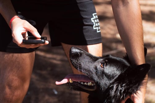 Presentan nuevas soluciones de seguridad para mascotas adaptadas al clima tropical