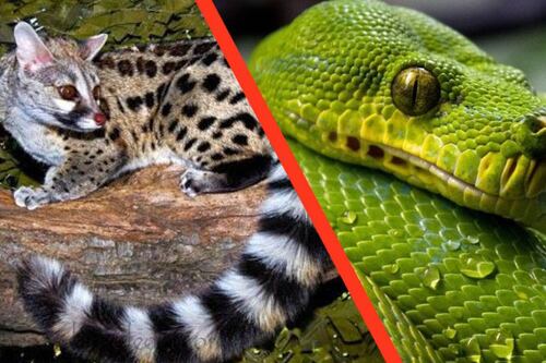 Estos son los animales sospechosos de haber contagiado el coronavirus a los humanos