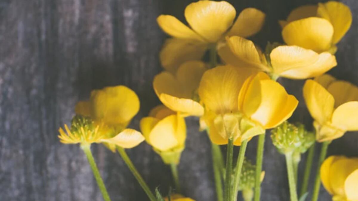 Flores amarillas en San Valentín