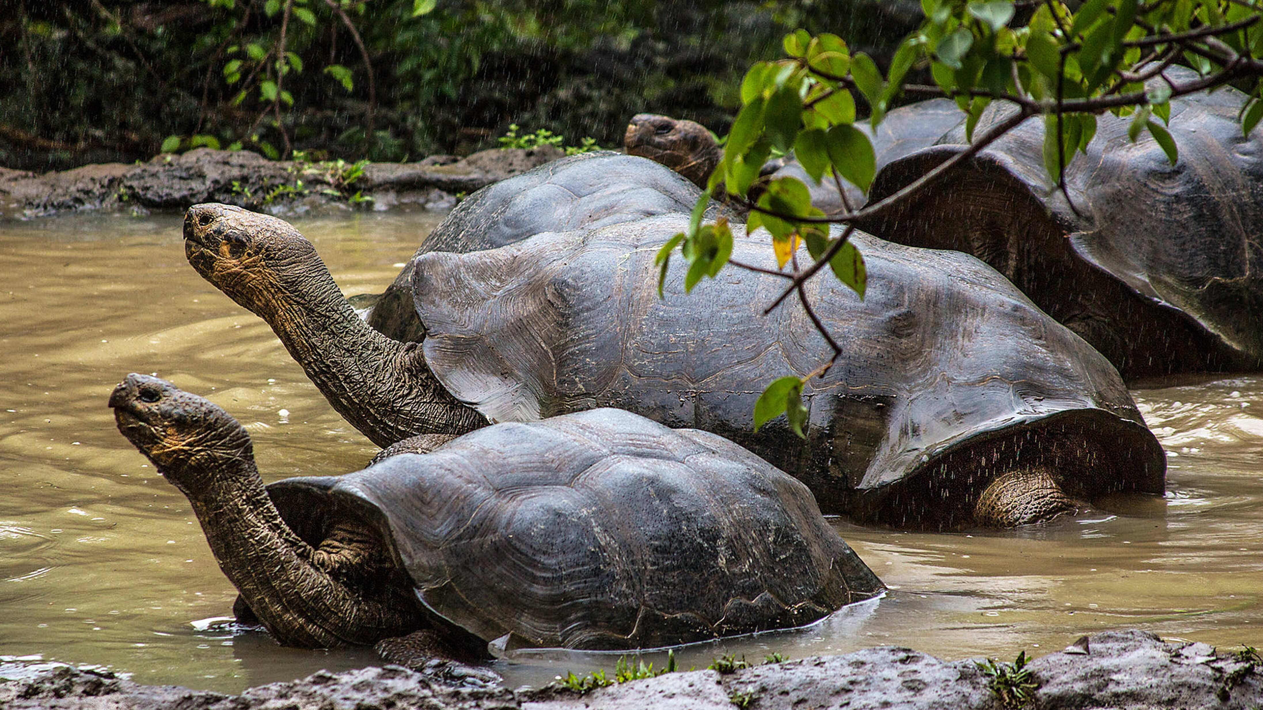 Tortugas gigantes Galápagos