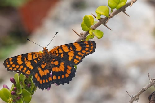 Se desvanece el vuelo de la mariposa arlequín puertorriqueña