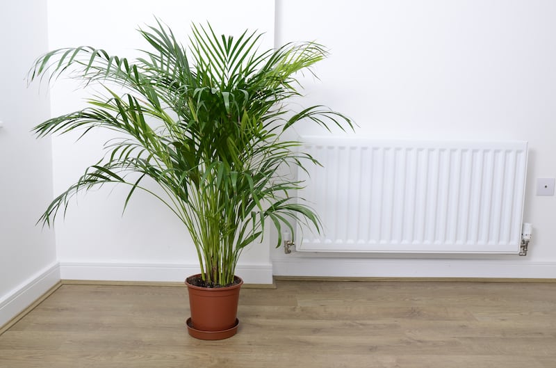 Palmera areca
