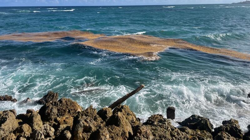 Una capa de sargazo flota en el agua.