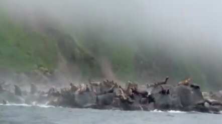 Leones marinos huyen en Rusia.