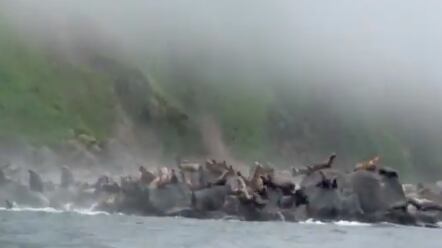 Leones marinos huyen en Rusia.