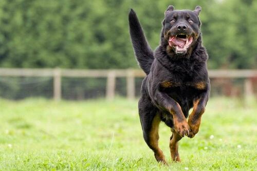 ¡Increíble! Fue capturado porque pretendía comerse a un perro