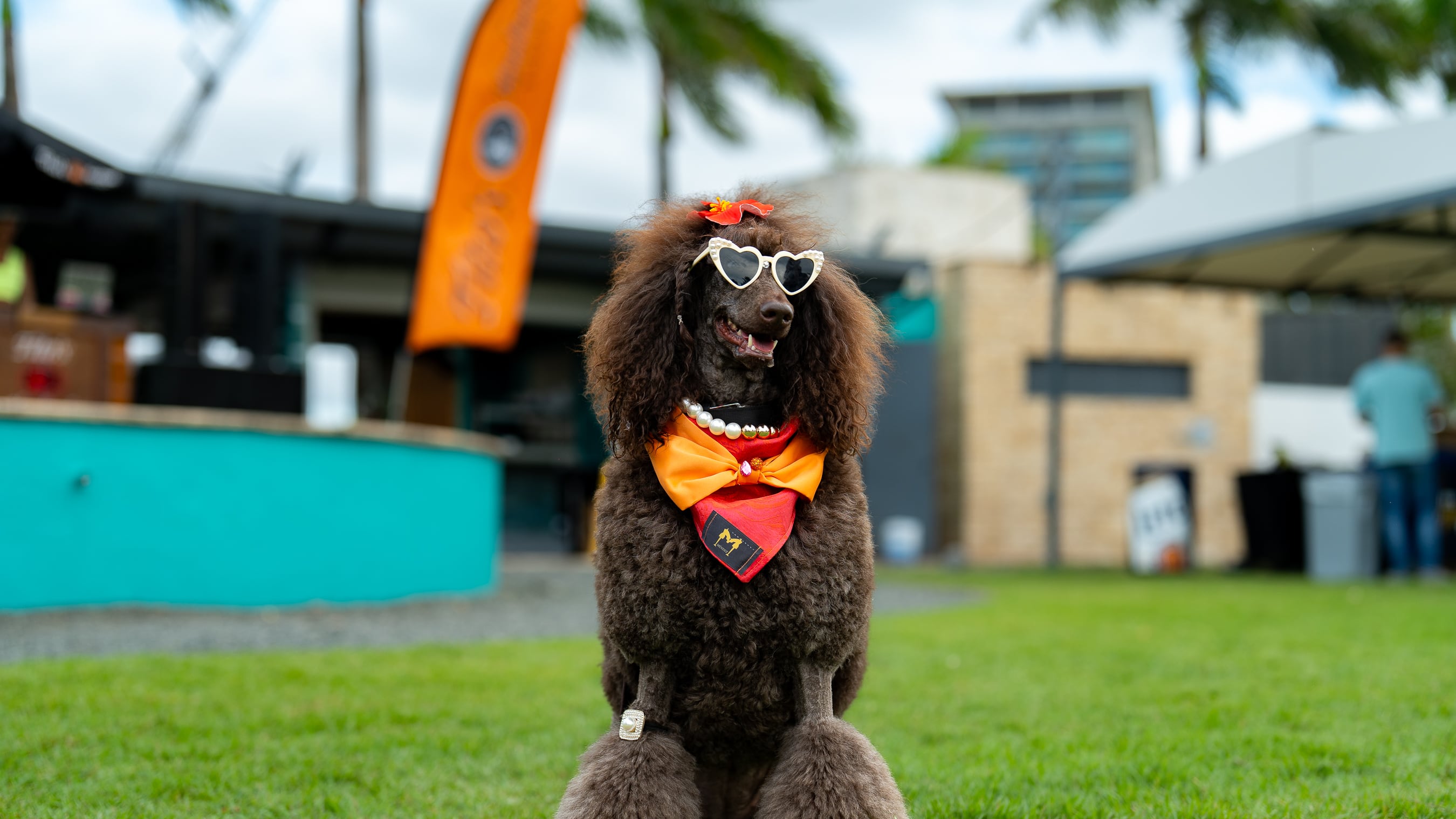 Regresa el evento 'Bark & Play' para celebrar el 'Pet Day'.