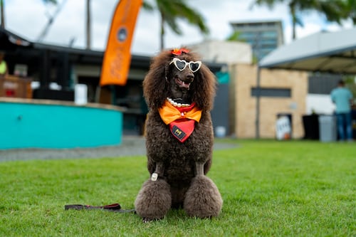 Vuelve el evento ‘Bark & Play’ para celebrar el ‘Pet Day’