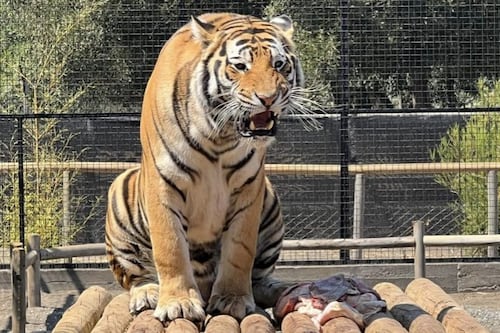 Hombre que fue atacado por tigre en zoológico de Los Ángeles