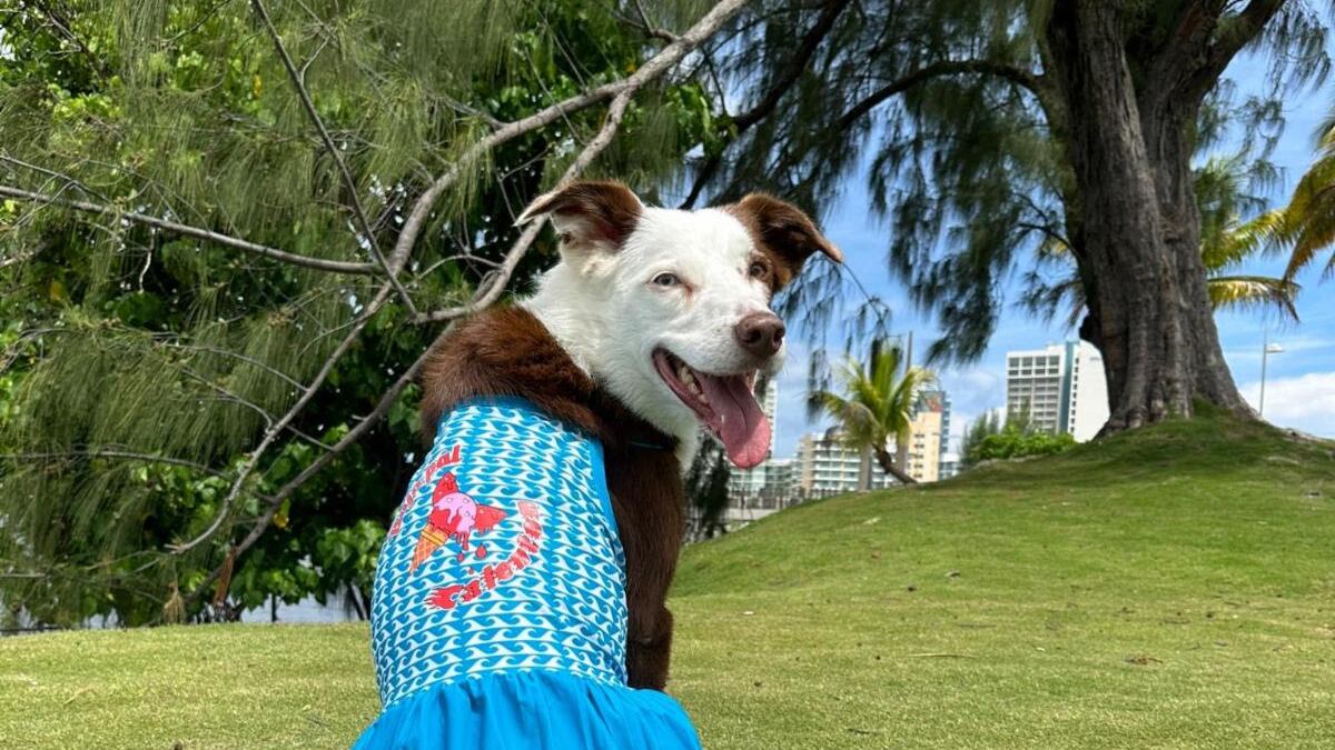 “Baja Pal Calentón” es lo nuevo de ‘Toy Doggie’ para este verano.