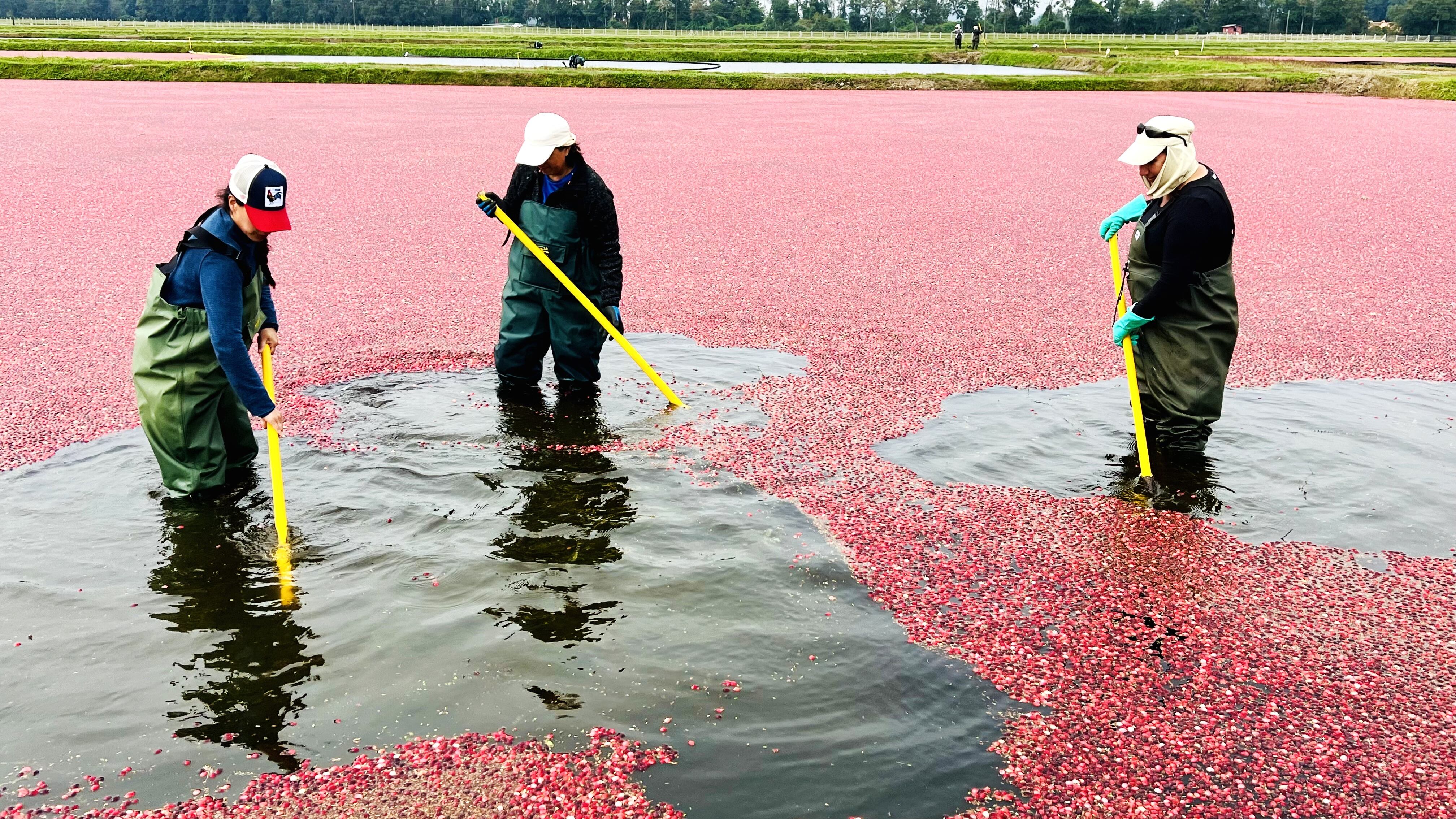 Ocean Spray Chile
