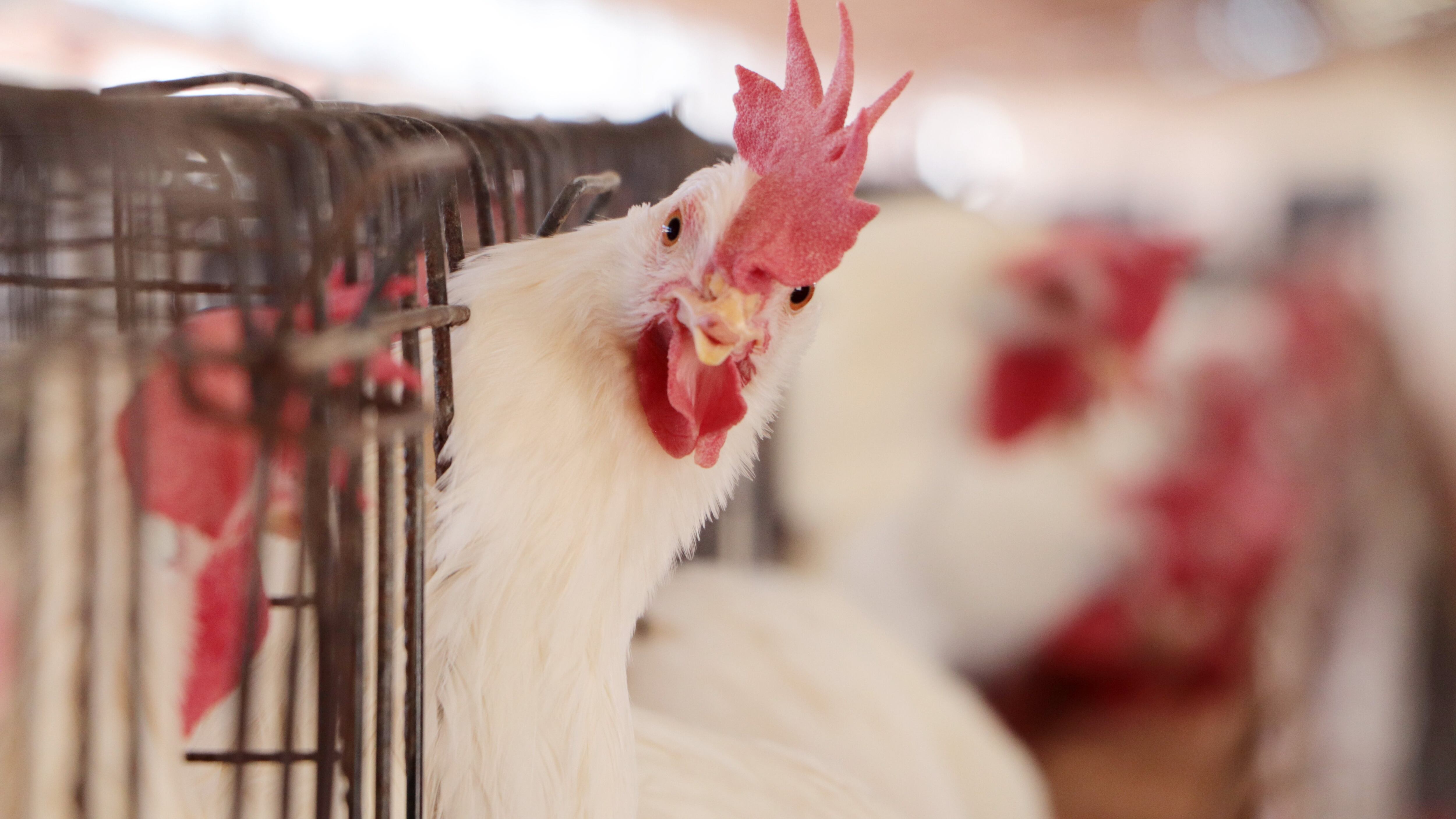 Gripe aviar AH5N1 detectan casos en granjas de Aguascalientes