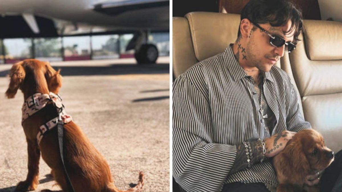 Ángela Aguilar y Christian Nodal adoptaron una mascota.