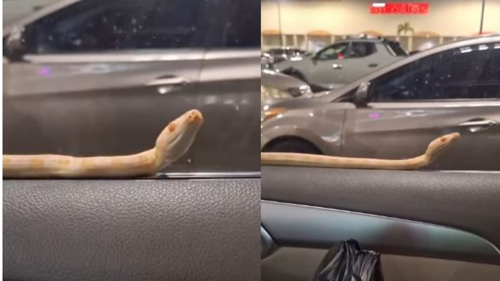 Ciudadana encuentra pitón en la ventana de su carro en Caguas