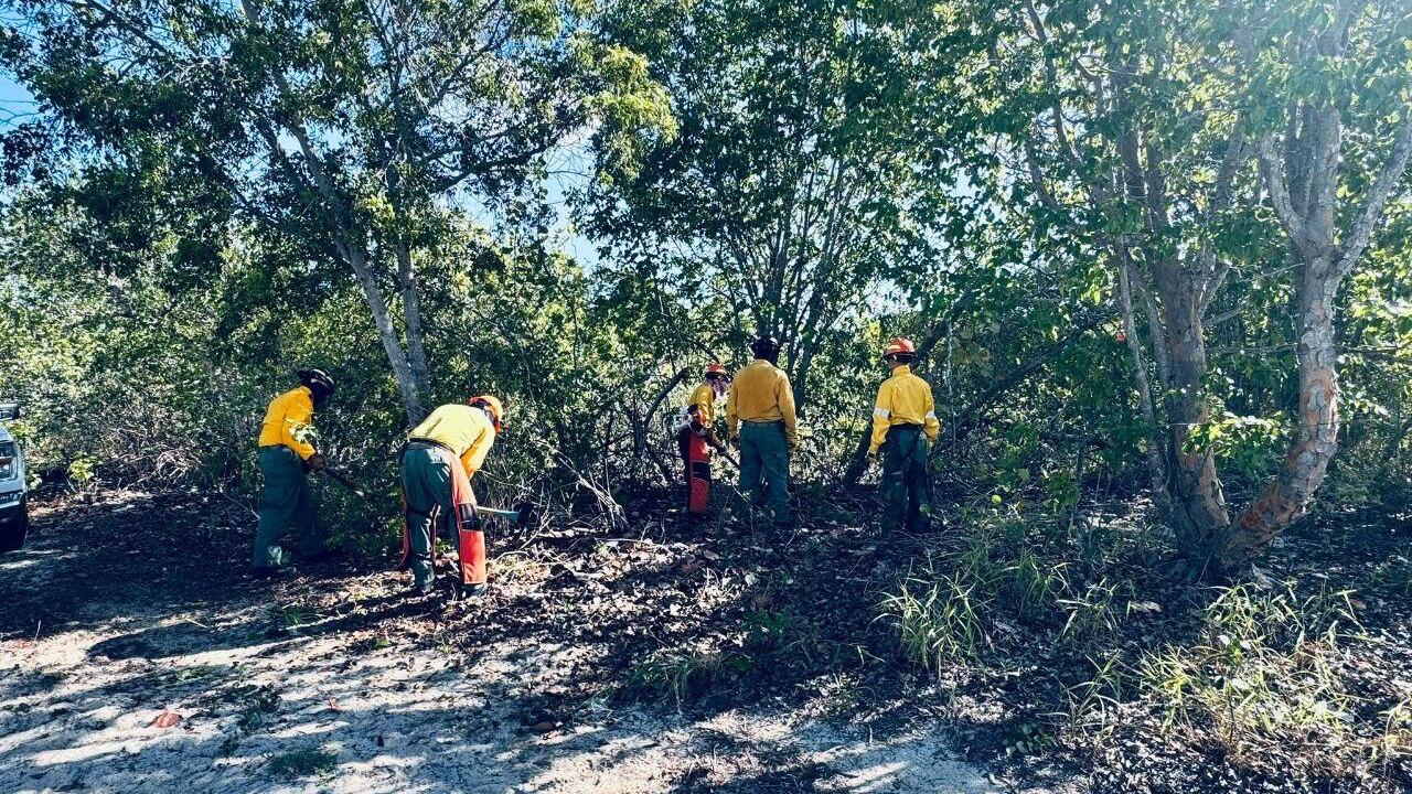 La División de Bomberos Forestales, adscrita al Cuerpo de Vigilantes del DRNA, realizando trabajos de mitigación en el Bosque Estatal de Boquerón.