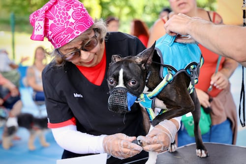 Fajardo impacta más de 300 mascotas con feria de vacunación “Pet Fest”