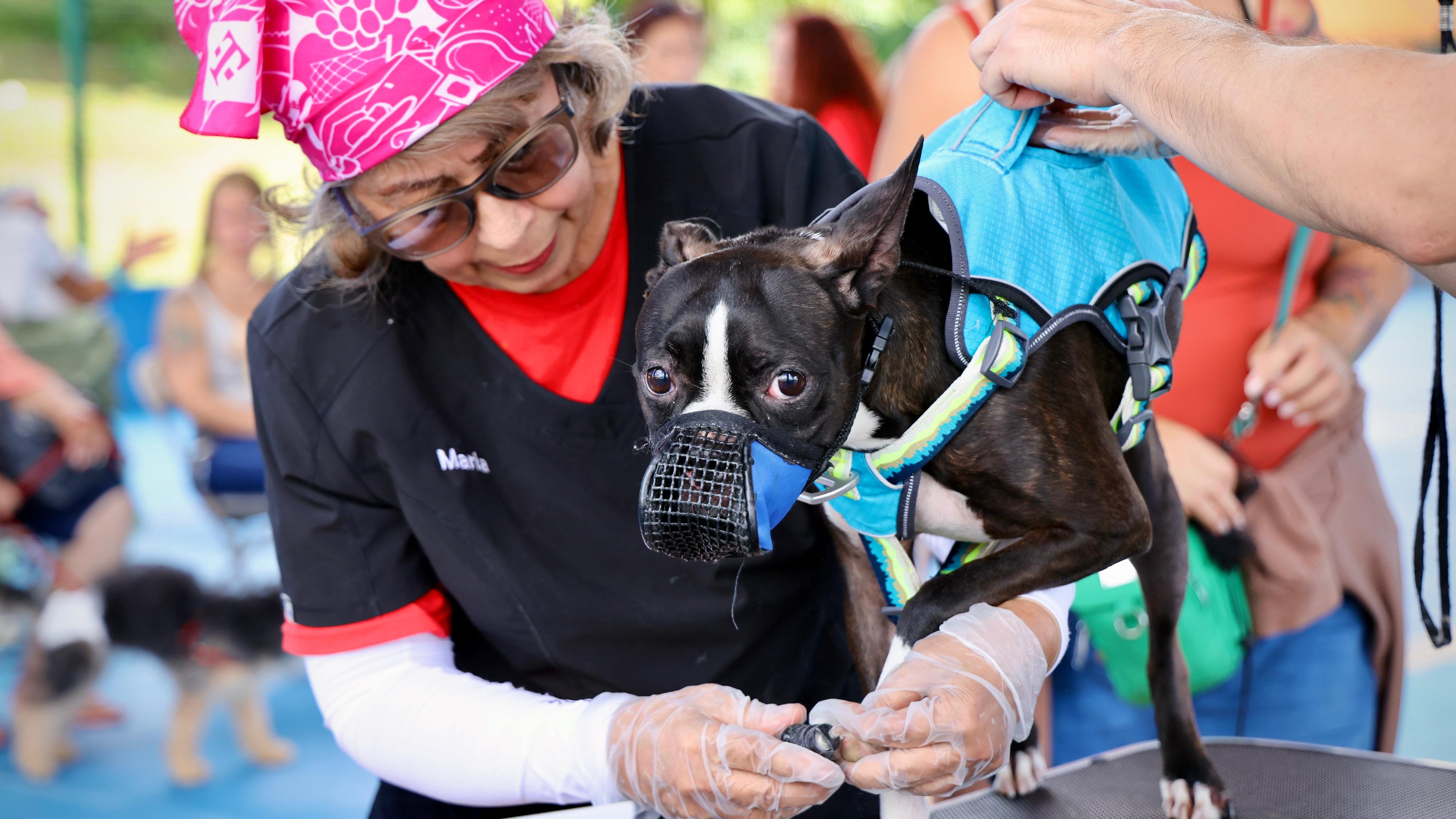 Más de 300 mascotas reciben servicios en exitoso “Fajardo Pet Fest”