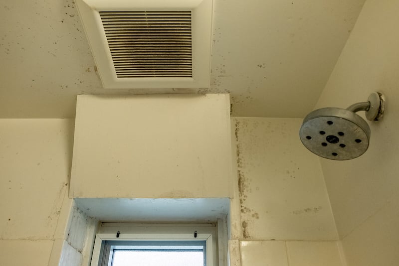 Condiciones de moho visibles en el interior del apartamento de Celena Soto en Harlem River Houses. Soto es una de varias residentes que han informado de problemas de mantenimiento persistentes.