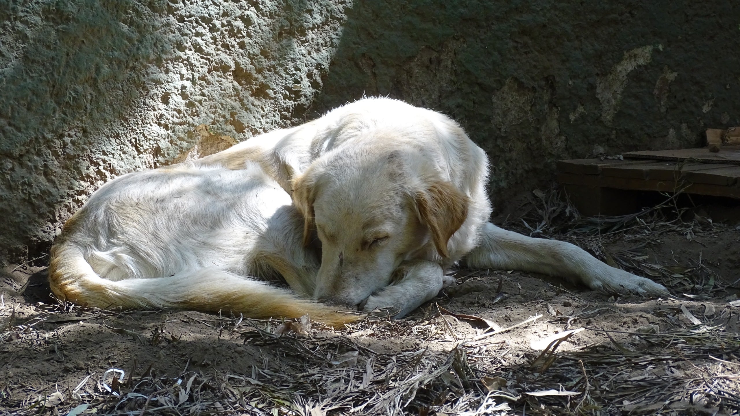 Activistas y vecinos alimentan a los animales abandonados.