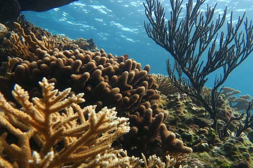 Organización ambiental ISER Caribe presenta su documental “Pueblo de Coral”