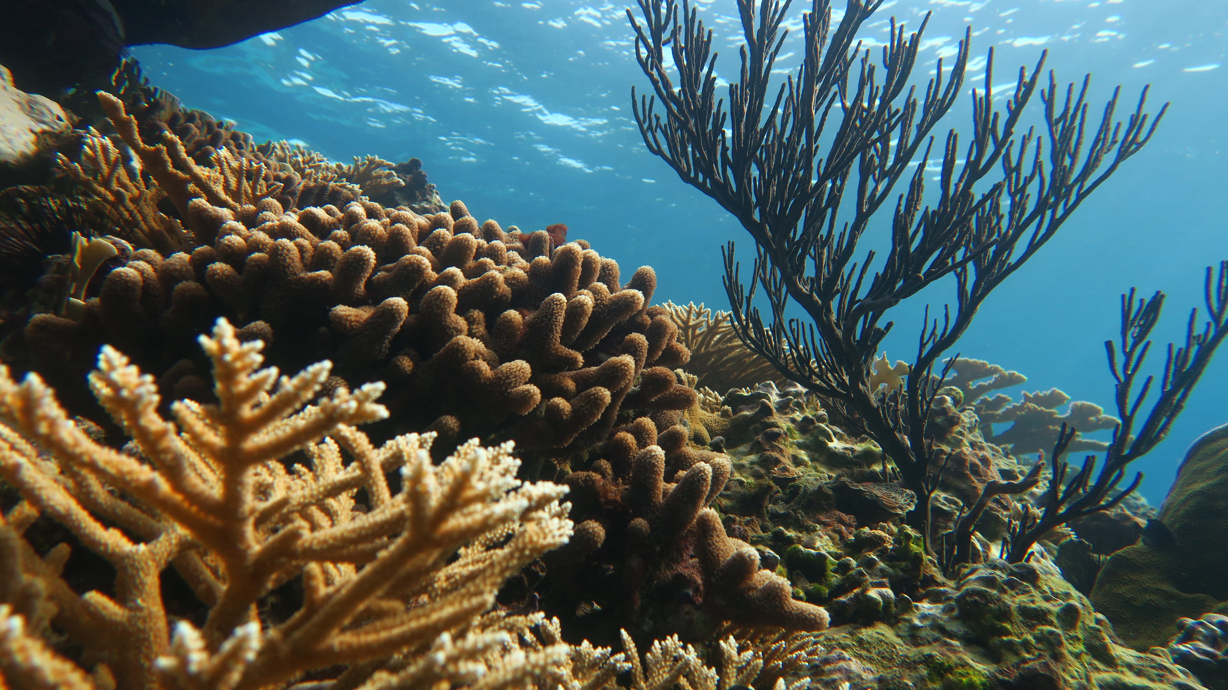 Los corales son animales diminutos similares a medusas que a menudo viven en colonias. Secretan exoesqueletos duros de carbonato de calcio, que se acumulan con el tiempo y forman arrecifes. Aquí una imagen de un coral saludable en Jamaica.