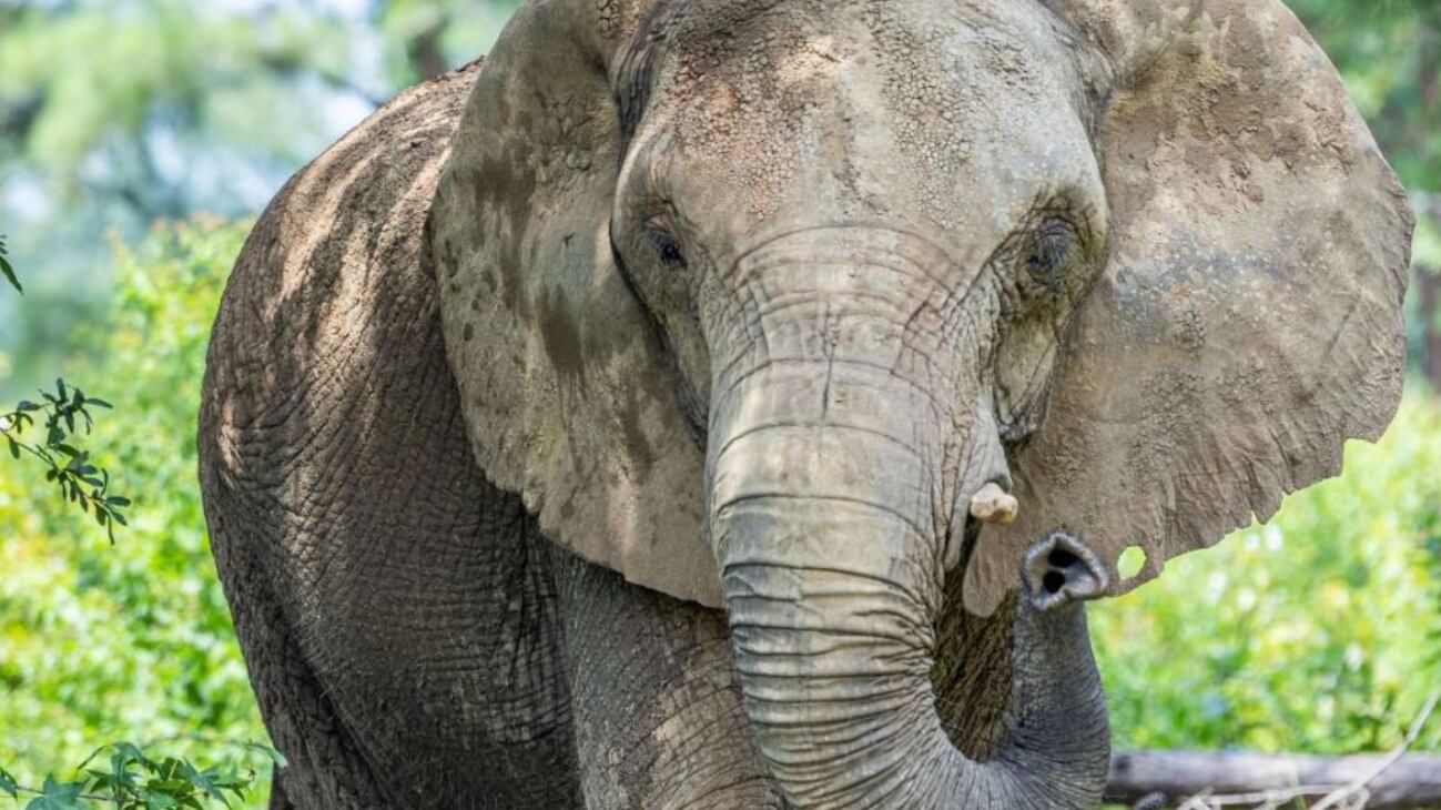 La elefanta fue llevada a un refugio tras años en el zoológico de Mayagüez.