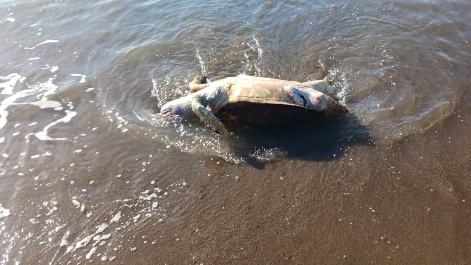 (Foto: Tortugueros del Sur)