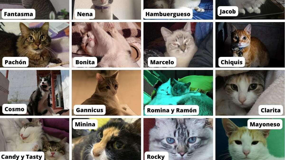 Publimetro México se une a la celebración del día del gato.