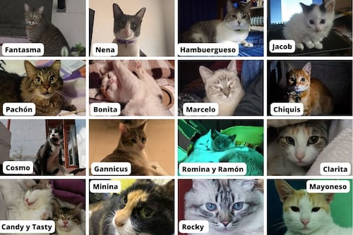 Día Internacional del Gato: origen y por qué se celebra el 8 de agosto a los ‘michis’