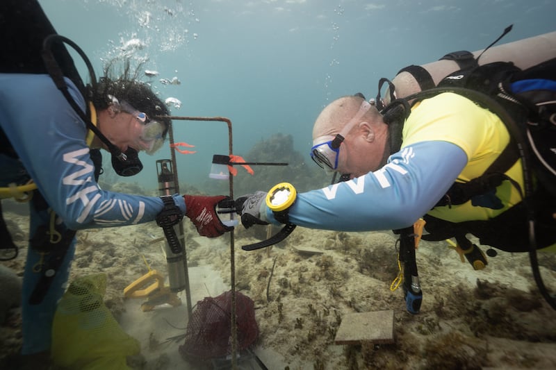 La biólogos Nadege Aoki (izquierda) y el doctor Aran Mooney, del Instituto Oceanográfico de Woods Hole, instalan un sistema de altavoces submarinos para emitir sonidos de arrecifes saludables frente a la costa de las Islas Vírgenes estadounidenses. Los investigadores descubrieron que transmitir los sonidos de un arrecife saludable sobre uno deteriorado hizo que las larvas de coral se asentaran a tasas significativamente más altas.

Foto por Dan Mele | WHOI