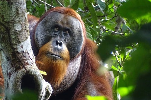 Orangután usó planta medicinal para tratar herida