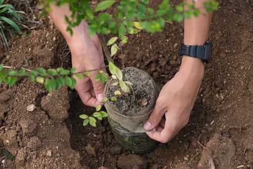 Anuncian nueva jornada de siembra de árboles en zonas costeras