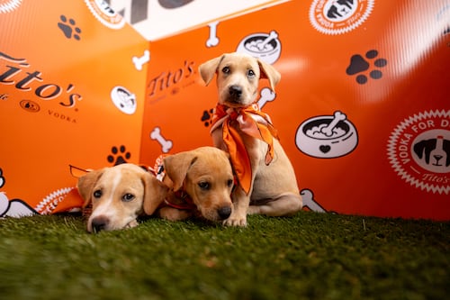 Evento familiar vuelve este fin de semana con centro de adopción y experiencias para perros