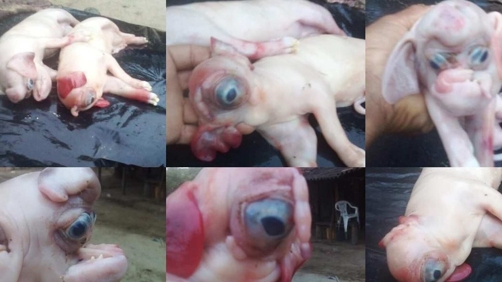 Nacen cerdos con cara de elefante y cabeza de hipopótamo en Colombia