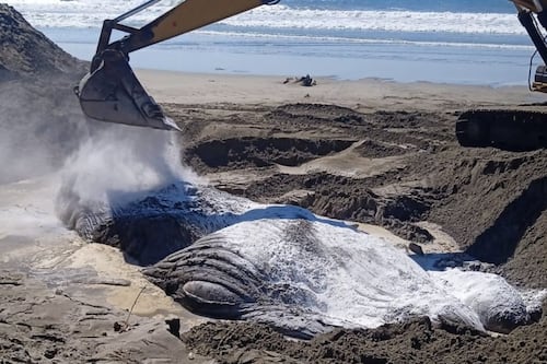 Entierro de ballena jorobada en playa de México desata polémica 