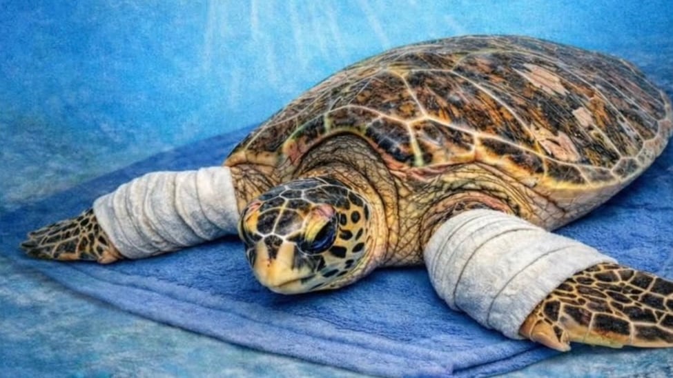 Manatíes del Caribe