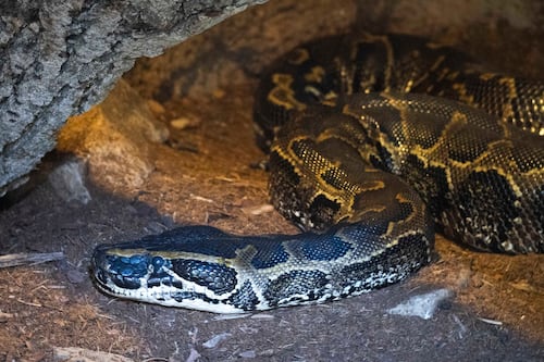 Pitones se muestran más activas ante cercanía de la temporada de reproducción