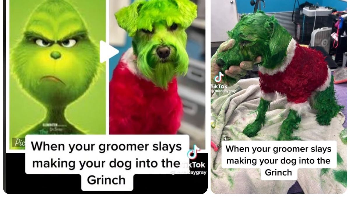 La TikToker sostiene que el tine utilizado era vegano, no tóxico y seguro para mascotas,