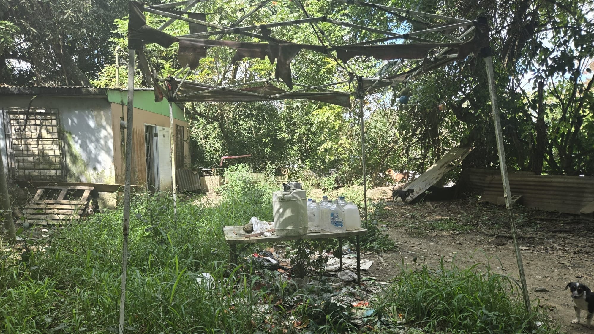 Hallan unos 45 perros en mal estado y Departamento de la Familia interviene por menor en Caguas