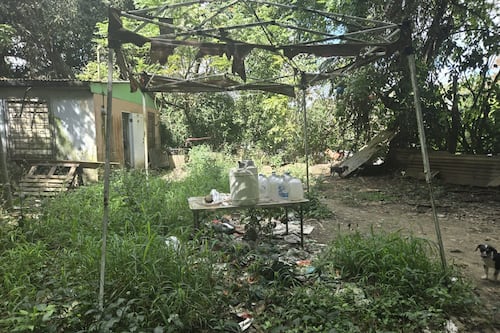 Investigan maltrato a 45 perros en Caguas; interviene el Departamento de la Familia