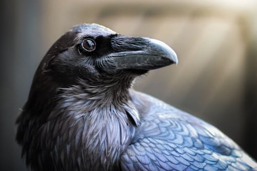 Científicos explican por qué los cuervos son de las aves más inteligentes del planeta
