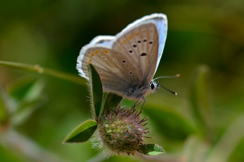 ¡Un nuevo récord! La mariposa con el mayor número de cromosomas del que se tiene noticia
