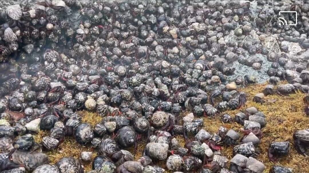 Cobos desovan en Isla de Mona