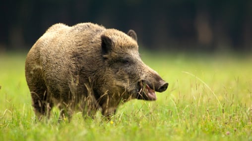 Invasión de cerdos salvajes en Estados Unidos