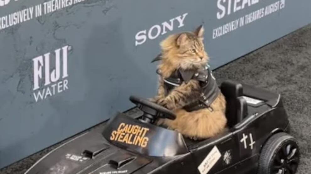 El felino interpreta el personaje de “Bud”, un gato que desencadena la trama criminal de la película de acción y comedia “Caught Stealing” o “Bala perdida”. Foto:Captura de pantalla.